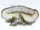 Bacidia arceutina (Ach.) Arnold