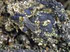 Bacidia bagliettoana (A. Massal. & De Not.) Jatta