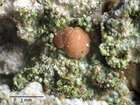 Bacidia rubella (Hoffm.) A. Massal.