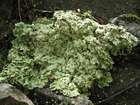 Baeomyces placophyllus Ach.