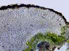 Caloplaca flavescens (Huds.) J. R. Laundon