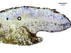 Caloplaca saxicola (Hoffm.) Nordin