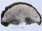 Caloplaca subpallida H. Magn.
