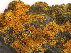 Caloplaca thallincola (Wedd.) Du Rietz