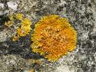 Caloplaca saxicola (Hoffm.) Nordin