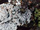 Caloplaca sinapisperma (Lam. & DC.) Maheu & Gillet