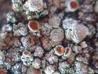 Caloplaca teicholyta (Ach.) J. Steiner