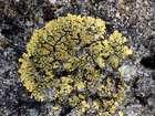 Candelariella medians (Nyl.) A. L. Sm.