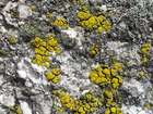 Candelariella vitellina (Hoffm.) Müll. Arg.