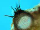 Capronia peltigerae (Fuckel) D. Hawksw.