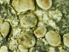 Cercidospora macrospora (Uloth) Hafellner & Nav.-Ros.