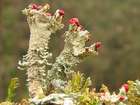 Cladonia digitata (L.) Hoffm.