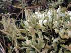 Cladonia turgida Ehrh. ex Hoffm.