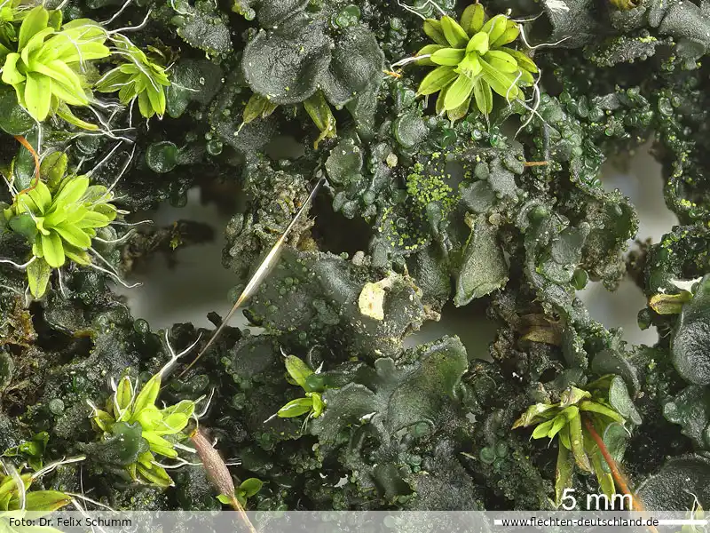 Fotografie Collema crispum (L.) Weber ex F. H. Wigg.