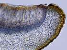 Collema cristatum (L.) Weber ex F. H. Wigg.
