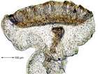Collema subnigrescens Degel.