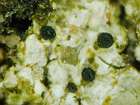 Dactylospora parasitica (Flörke ex Spreng.) Zopf