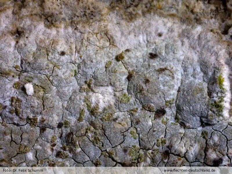 Habitus | Foto von Dr. Felix Schumm