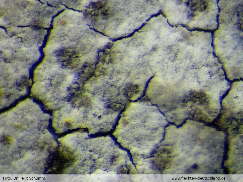 Habitus | Foto von Dr. Felix Schumm