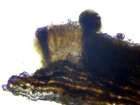 Enterographa crassa (DC.) Fée