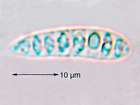 Graphis scripta (L.) Ach.