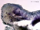 Gyalecta jenensis (Batsch) Zahlbr.