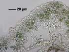 Hyperphyscia adglutinata (Flörke) H. Mayrhofer & Poelt