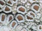 Lecanora chlarotera Nyl.
