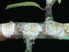 Lecanora symmicta (Ach.) Ach.