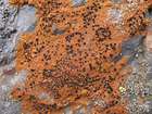 Lecidea silacea (Hoffm.) Ach.