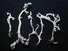 Leprocaulon microscopicum (Vill.) Gams ex D. Hawksw.