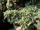 Leprocaulon microscopicum (Vill.) Gams ex D. Hawksw.