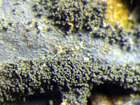 Leptogium cyanescens (Pers.) Körb.