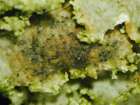 Lichenochora weillii (Werner) Hafellner & R. Sant.