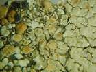 Lichenoconium lecanorae (Jaap) D. Hawksw.