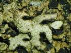 Lichenostigma cosmopolites Hafellner & Calat.