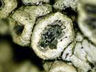 Lichenostigma rugosa G. Thor