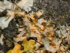 Marchandiomyces aurantiacus (Lasch) Diederich & Etayo