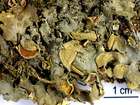 Nephroma resupinatum (L.) Ach.