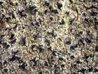 Opegrapha rufescens Pers.
