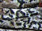 Opegrapha vulgata (Ach.) Ach.