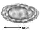 Pannaria pezizoides (Weber) Trevis.