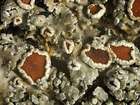 Pannaria rubiginosa (Thunb. ex Ach.) Delise