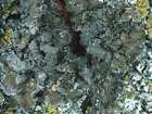 Melanelixia subargentifera (Nyl.) O. Blanco, A. Crespo, Divakar, Essl., D. Hawksw. & Lumbsch