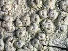 Pertusaria leioplaca DC.