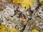 Phaeophyscia orbicularis (Neck.) Moberg