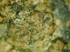 Polycoccum microsticticum (Leight. ex Mudd) Arnold