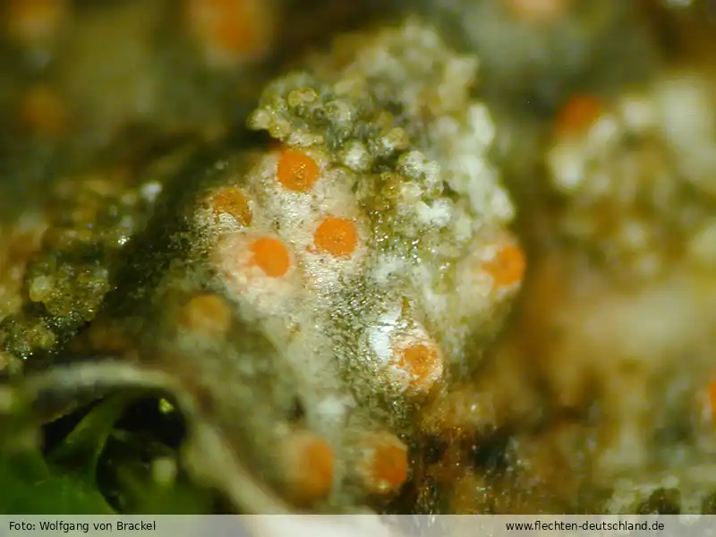 Habitus | Foto von Wolfgang von Brackel