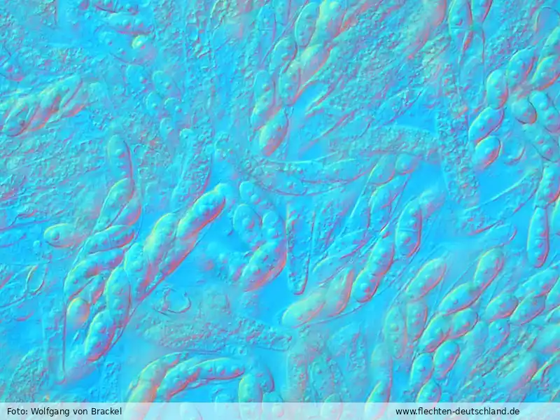 Sporen | Foto von Wolfgang von Brackel