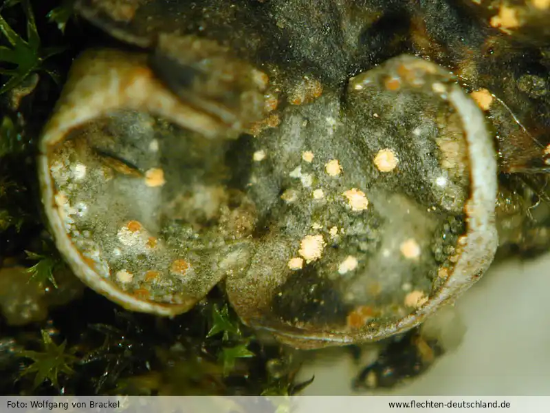 Habitus | Foto von Wolfgang von Brackel